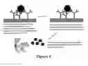 Fig. 05 - PLASMIDS AND METHODS FOR PEPTIDE DISPLAY AND AFFINITY-SELECTION ON VIRUS-LIKE PARTICLES OF RNA BACTERIOPHAGES