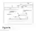 Fig. 11 - PLASMIDS AND METHODS FOR PEPTIDE DISPLAY AND AFFINITY-SELECTION ON VIRUS-LIKE PARTICLES OF RNA BACTERIOPHAGES