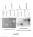 Fig. 35 - PLASMIDS AND METHODS FOR PEPTIDE DISPLAY AND AFFINITY-SELECTION ON VIRUS-LIKE PARTICLES OF RNA BACTERIOPHAGES