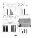Fig. 02 - Methods and systems for adenovirus interaction with desmoglein 2 (DSG2)