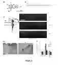 Fig. 17 - Methods and systems for adenovirus interaction with desmoglein 2 (DSG2)
