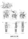 Fig. 02 - CHIMERIC FIBROBLAST GROWTH FACTOR 19 PROTEINS AND METHODS OF USE