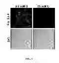 Fig. 05 - METHODS AND COMPOSITIONS FOR PREDICTING RESPONSE TO GLP-1 ANALOGS