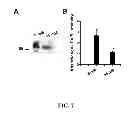 Fig. 08 - METHODS AND COMPOSITIONS FOR PREDICTING RESPONSE TO GLP-1 ANALOGS