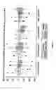 Fig. 02 - METHODS OF TREATING FIBROSING DISEASES BY INDUCTION OF IMMUNE TOLERANCE