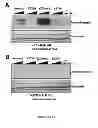 Fig. 04 - Polycomb repressive complex 2 (PRC2) inhibitors and uses thereof