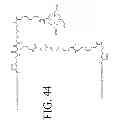 Fig. 54 - KDR and VEGF/KDR binding peptides and their use in diagnosis and therapy