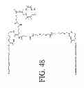 Fig. 58 - KDR and VEGF/KDR binding peptides and their use in diagnosis and therapy