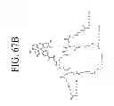 Fig. 78 - KDR and VEGF/KDR binding peptides and their use in diagnosis and therapy