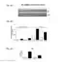 Fig. 06 - Method for ameliorating radiation exposure effects with alpha-1 antitrypsin