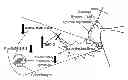 Fig. 01 - OSTEOARTHRITIS DIET FORMULATIONS