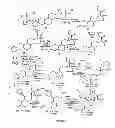 Fig. 06 - STRUCTURAL MODIFICATION OF 19-NORPROGESTERONE I: 17-ALPHA-SUBSTITUTED-11-BETA-SUBSTITUTED-4-ARYL AND 21-SUBSTITUTED 19-NORPREGNADIENEDIONE AS NEW ANTIPROGESTATIONAL AGENTS