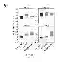 Fig. 07 - METHOD OF MODULATING A PROSTATE CANCER CELL