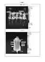 Fig. 02 - Methods and Compositions for Transdermal Delivery of Nucleotides