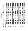 Fig. 46 - Methods and compositions for the specific inhibition of MYC by double-stranded RNA