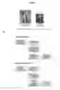 Fig. 03 - Capsid-free AAV vectors, compositions, and methods for vector production and gene delivery