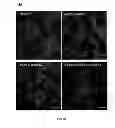 Fig. 07 - Copolymers and methods of use thereof