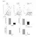 Fig. 08 - Methods of use of soluble CD24 for therapy of rheumatoid arthritis