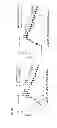 Fig. 14 - Methods of use of soluble CD24 for therapy of rheumatoid arthritis