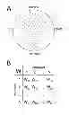 Fig. 01 - FUNCTIONAL BRAIN CONNECTIVITY AND BACKGROUND NOISE AS BIOMARKERS FOR COGNITIVE IMPAIRMENT AND EPILEPSY