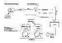 Fig. 01 - Method and system for destroying adipose tissue non-invasively and accelerating lipid metabolism