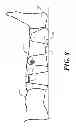 Fig. 09 - Compression device with sizing indicia