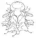 Fig. 01 - Facet Joint Replacement