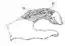 Fig. 01 - Flexible surgically implantable device, made of coated silicone, for joining phalanxes, metacarpus-phalanx or metatarsus-phalanx bones in arthroplasty surgery