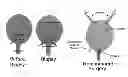 Fig. 01 - SCAFFOLDS FOR ORGAN RECONSTRUCTION AND AUGMENTATION
