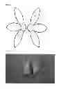 Fig. 06 - SCAFFOLDS FOR ORGAN RECONSTRUCTION AND AUGMENTATION