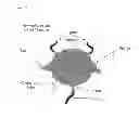 Fig. 19 - SCAFFOLDS FOR ORGAN RECONSTRUCTION AND AUGMENTATION