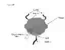 Fig. 20 - SCAFFOLDS FOR ORGAN RECONSTRUCTION AND AUGMENTATION