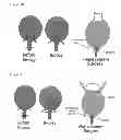 Fig. 22 - SCAFFOLDS FOR ORGAN RECONSTRUCTION AND AUGMENTATION