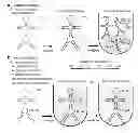 Fig. 01 - SYSTEMS AND METHODS OF DESIGNING NUCLEIC ACIDS THAT FORM PREDETERMINED SECONDARY STRUCTURE
