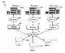 Fig. 01 - System and method for displaying risk data in an electronic trading environment