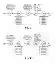 Fig. 09 - Search query expansion and group search