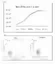 Fig. 05 - METHODS OF GENERATING XENOCHIMAERIC MICE WITH TUMOR AND HEMATOPOIETIC SYSTEM FROM THE SAME HETEROLOGOUS SPECIES