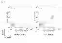 Fig. 11 - METHODS OF GENERATING XENOCHIMAERIC MICE WITH TUMOR AND HEMATOPOIETIC SYSTEM FROM THE SAME HETEROLOGOUS SPECIES