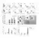 Fig. 28 - METHODS OF GENERATING XENOCHIMAERIC MICE WITH TUMOR AND HEMATOPOIETIC SYSTEM FROM THE SAME HETEROLOGOUS SPECIES