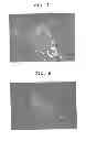Fig. 06 - Rat embryonic stem cell