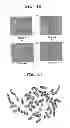 Fig. 10 - Rat embryonic stem cell
