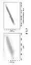 Fig. 08 - Transgenic maize event MON 87427 and the relative development scale