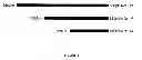 Fig. 02 - Plant regulatory elements and uses thereof