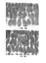 Fig. 12 - Processing Cocoa Beans And Other Seeds