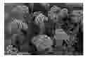 Fig. 01 - Sedum plant named 'Thunderhead'