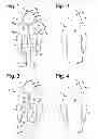 Fig. 02 - Hooded garment with hidden drawstring