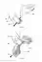 Fig. 03 - Head covering