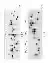 Fig. 03 - Pathogen resistant citrus compositions, organisms, systems, and methods