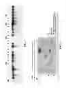 Fig. 05 - Pathogen resistant citrus compositions, organisms, systems, and methods