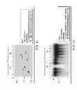 Fig. 07 - Pathogen resistant citrus compositions, organisms, systems, and methods